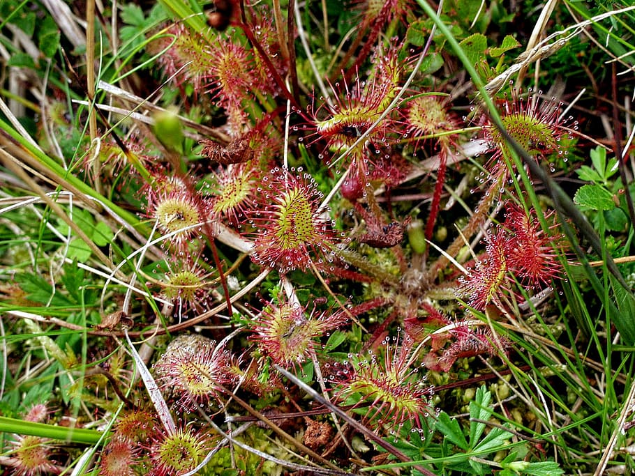 Sundew, Drosera, Carnivorous, Plant, red, trap, flora, drop, HD wallpaper