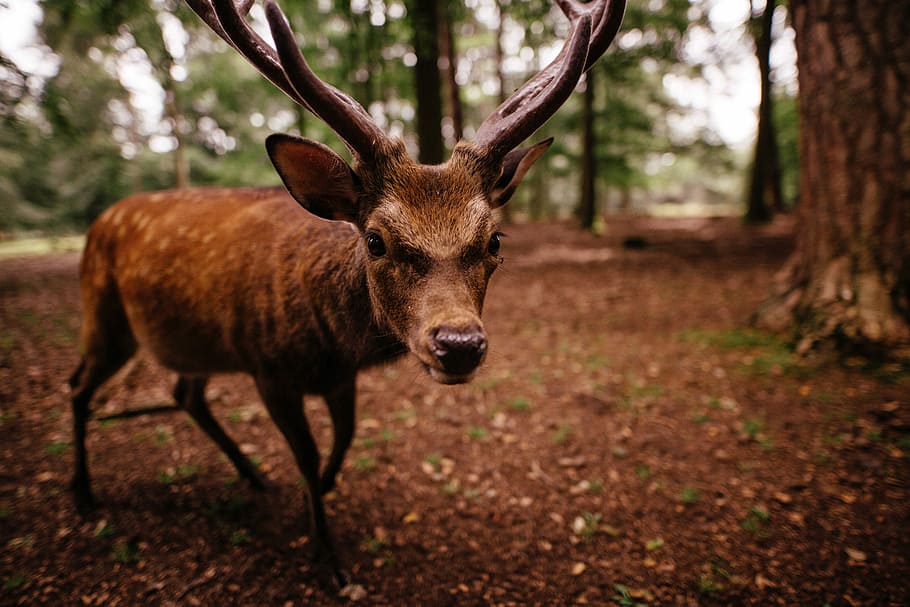Deer looking into the Camera, forest, photos, public domain, wildlife HD wallpaper