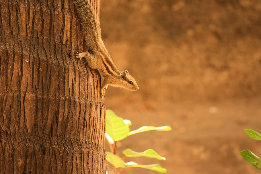 squirrel, palm tree, climbing, rodent, animal, cute, down, animals in the wild HD wallpaper