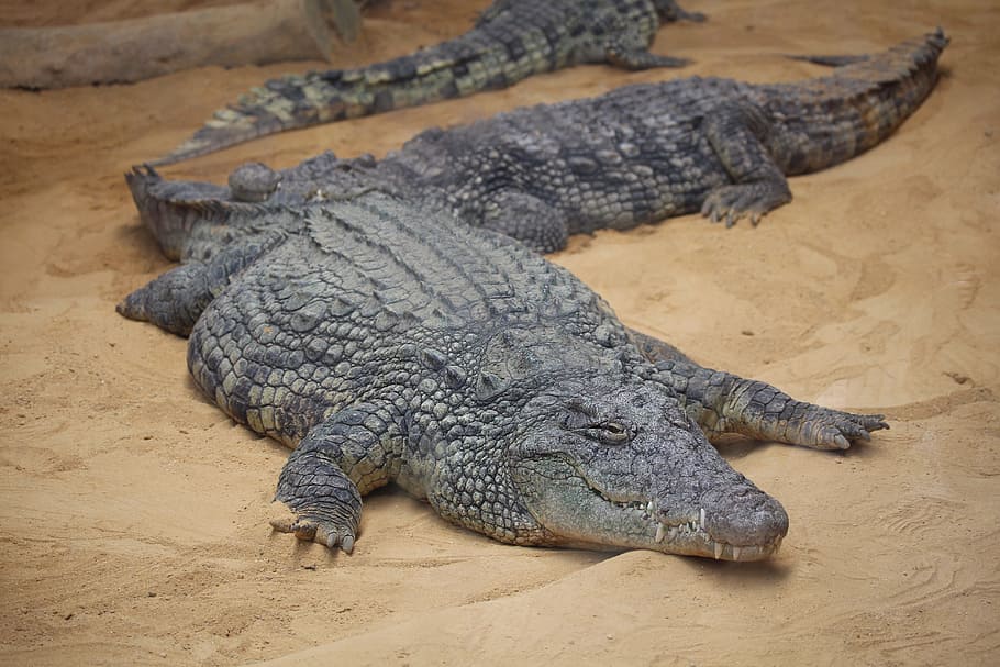 crocodile, asleep, zoo, reptile, animal themes, animal wildlife HD wallpaper
