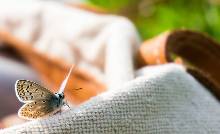 close-up photo of common blue butterfly perched on white textile HD wallpaper