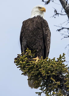 bald eagle, perched, raptor, bird, nature, wild, portrait, american HD wallpaper