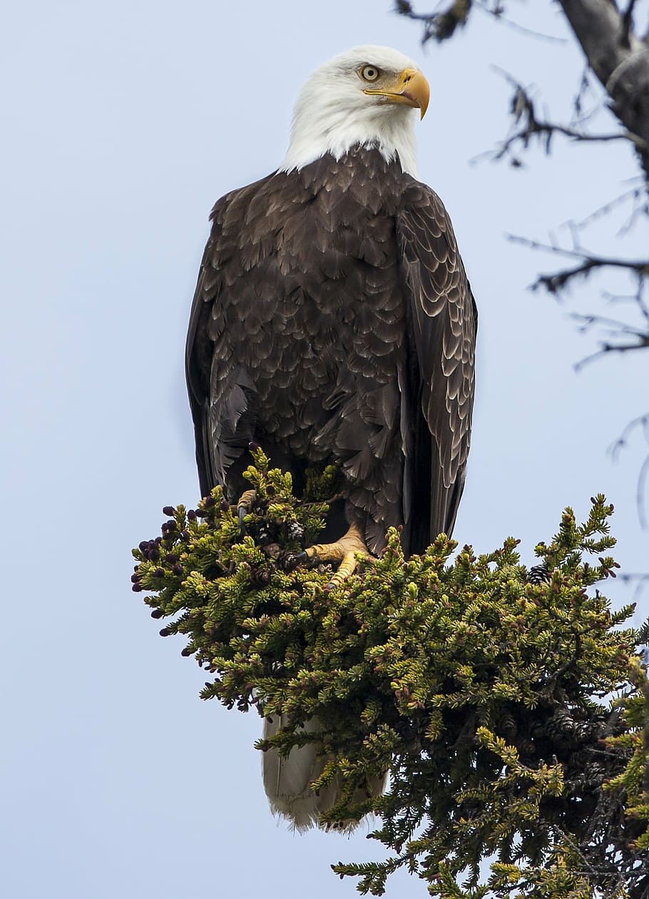 bald eagle, perched, raptor, bird, nature, wild, portrait, american HD wallpaper