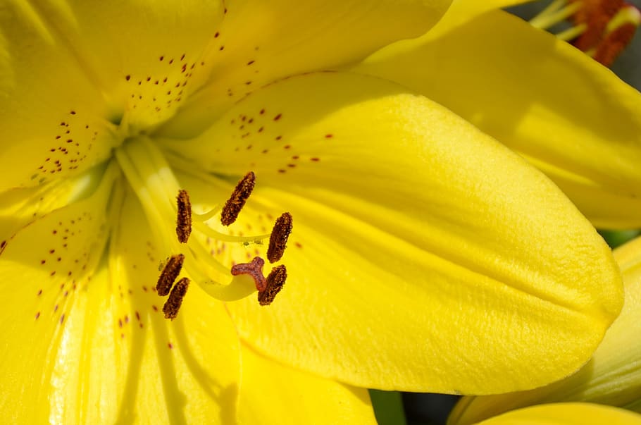 flower, louse, lice, aphid, aphids, vermin, blossom, bloom HD wallpaper