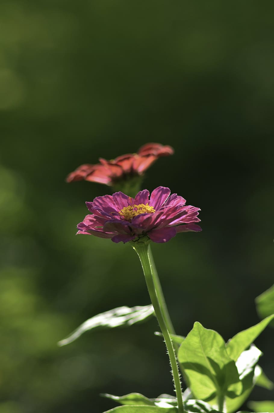 bloom, blossom, close-up, flora, flowers, macro, plant, nature HD wallpaper