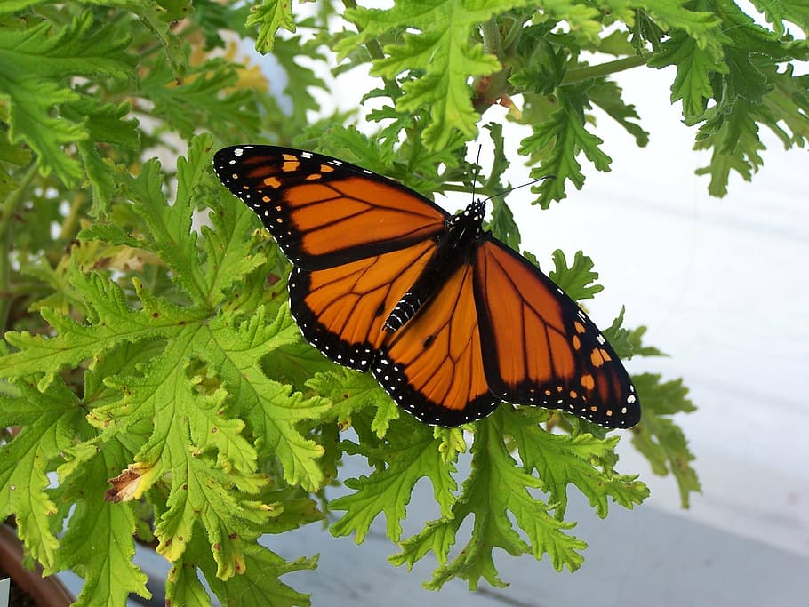 butterfly, insect, nature, invertebrate, animal wildlife, animal themes HD wallpaper