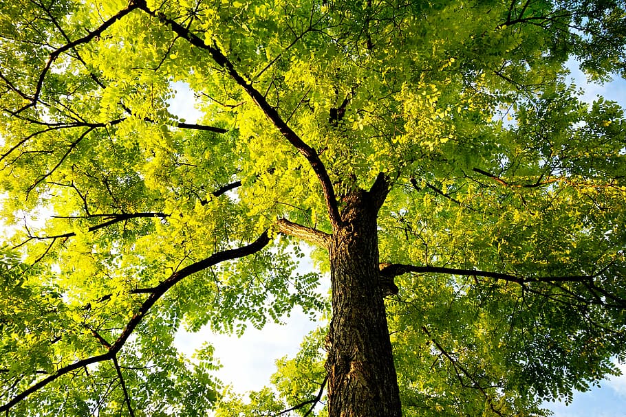 tree, treetop, trunk, canopy, branch, leaf, foliage, wood, lush HD wallpaper