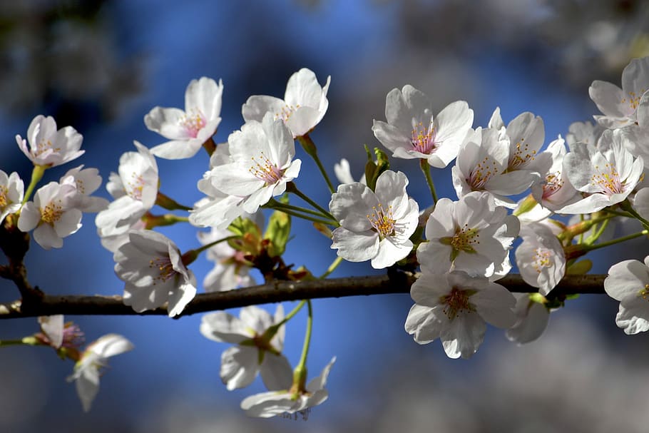 flowers, cherry, white, natural, beautiful, solar light, shine HD wallpaper
