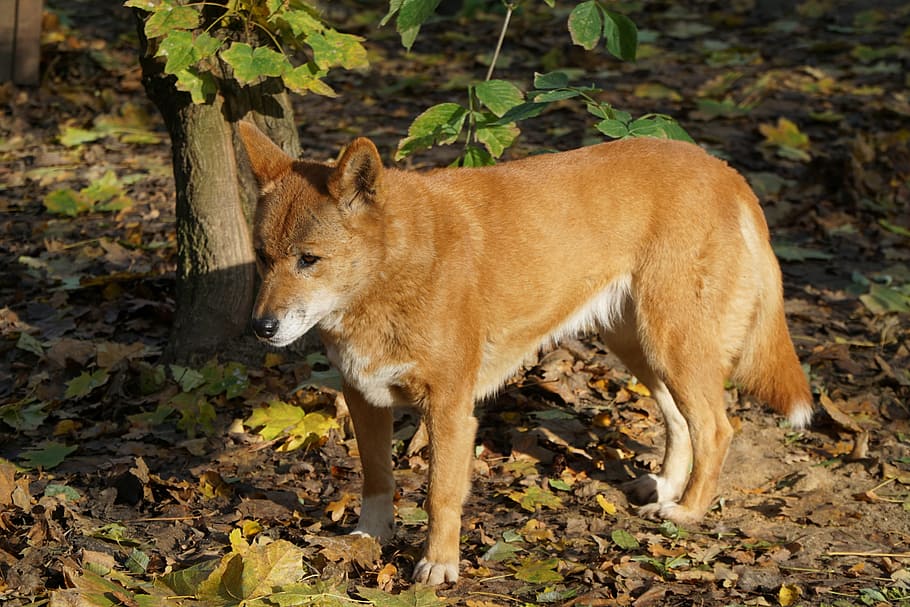 dingo, dog, fur, australia, tail, red brown, mammal, carnivores HD wallpaper