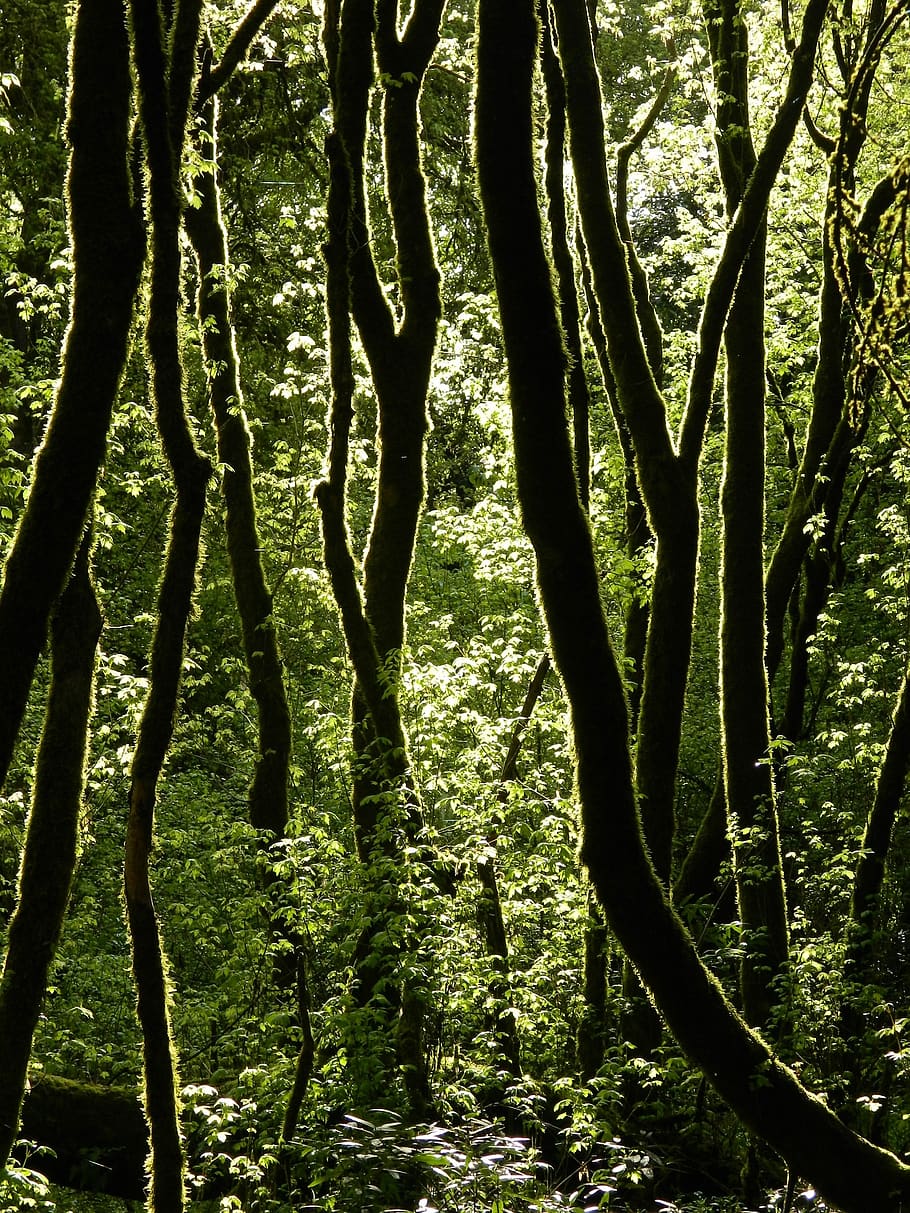 trees, forest, green, outside, park, environment, summer, sunny HD wallpaper