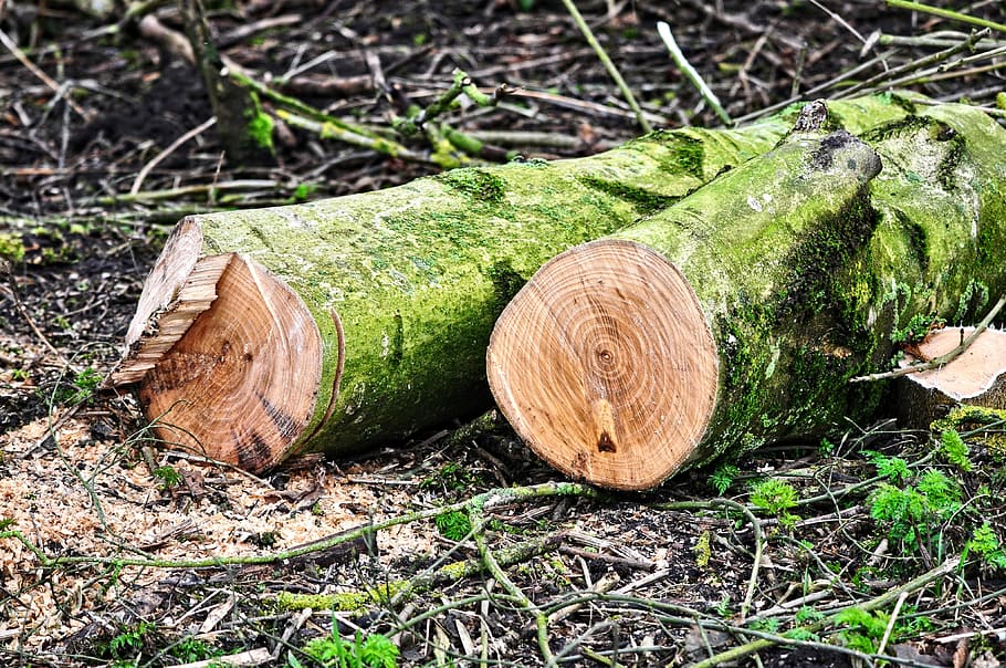 tree logs, tree trunk, wood, lumber, chopped, sawed, cut, year rings HD wallpaper