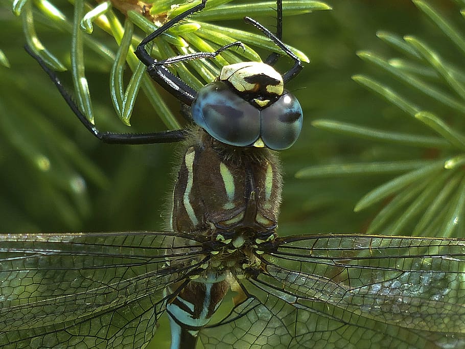 dragonfly, blue, black, brown, macro, head, insect, nature HD wallpaper