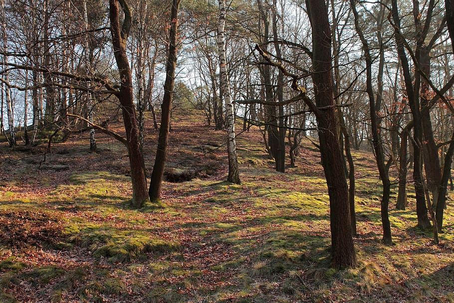Forest, Tree, Nature, Light, Landscape, mood, branch branches HD wallpaper