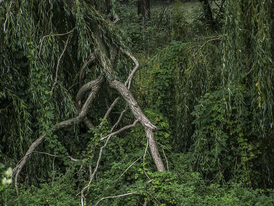 bough, rotten, forest, landscape, tree, plant, growth, tranquility HD wallpaper
