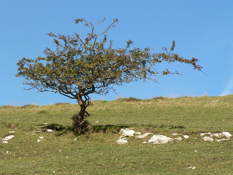 Tree, Rugged, Weathered, Solitary, peak district, landscape HD wallpaper