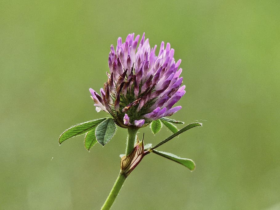 Clover, Pink, Close-Up, Flower, Details, beautiful, flora, nature HD wallpaper