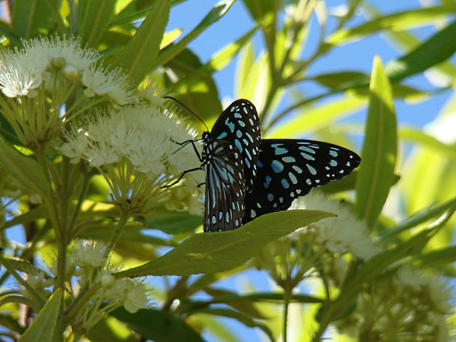dotted, butterfly, insect, wing, wildlife, bug, bright, small HD wallpaper