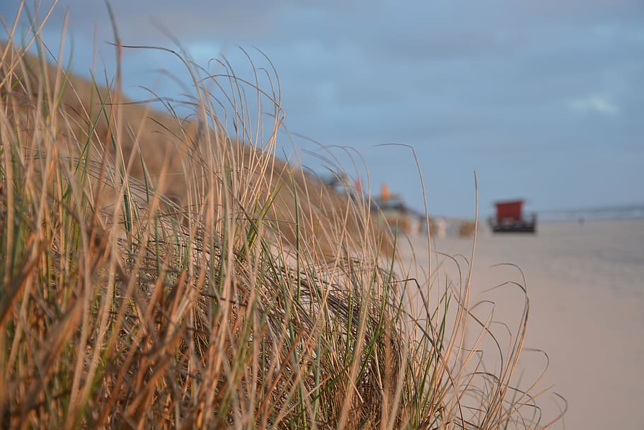 beach, abendstimmung, sea, sky, plant, grass, land, nature HD wallpaper