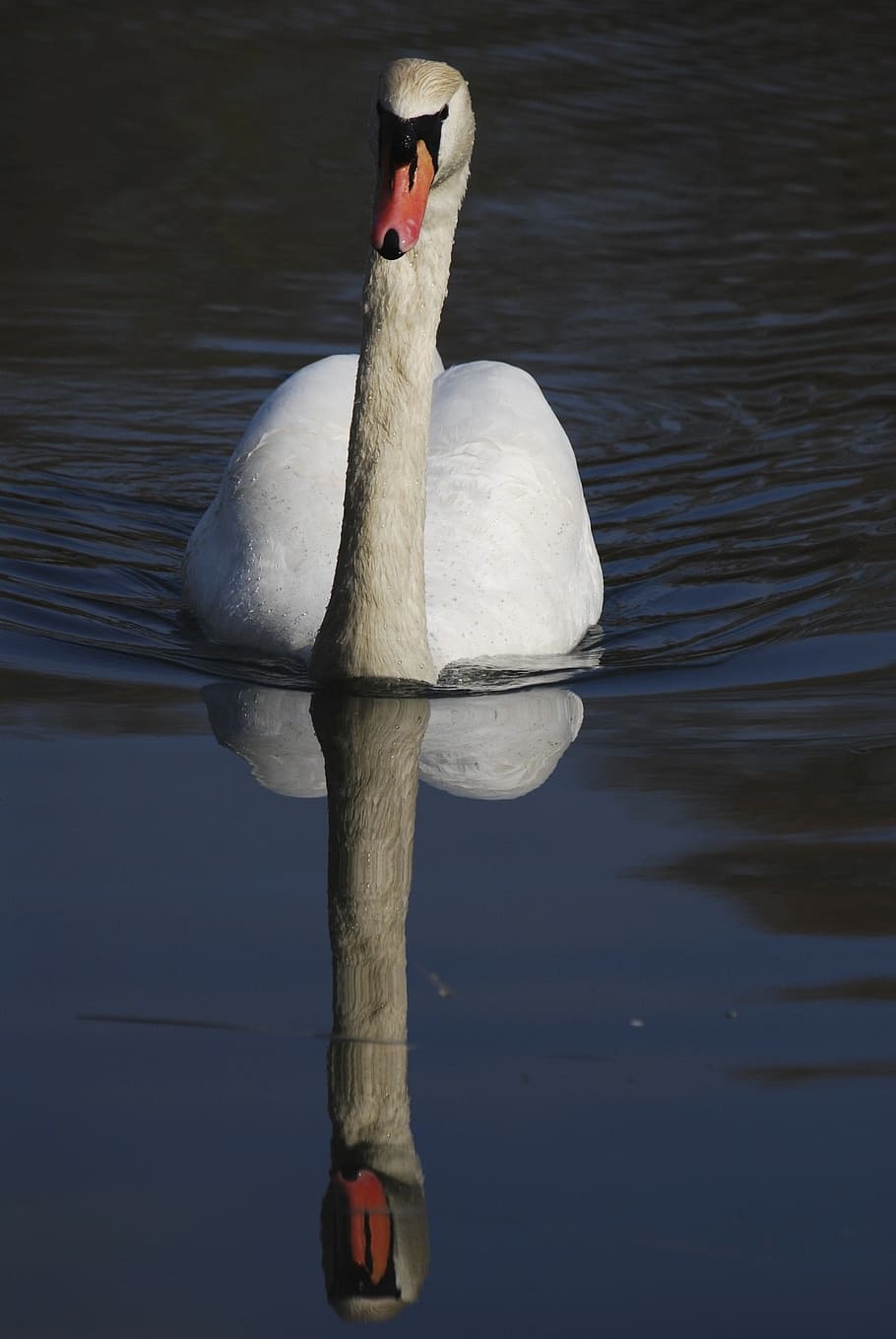 swan, reflection, water, animals in the wild, lake, animal wildlife HD wallpaper