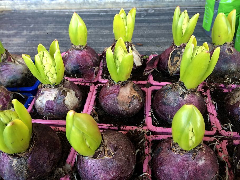 Hyacinth, Flower, Bulb, Spring, Wash, flower bulb, food and drink HD wallpaper