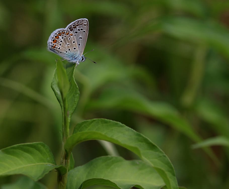butterfly, blue, insecta, wings, coloring, plant, green, plant part HD wallpaper