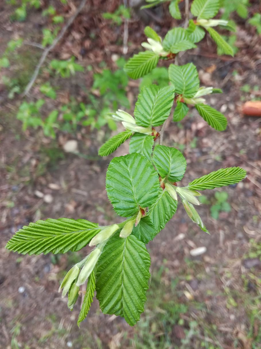 charming east, carpinus orientalis, tree, nature, leaf, plant HD wallpaper