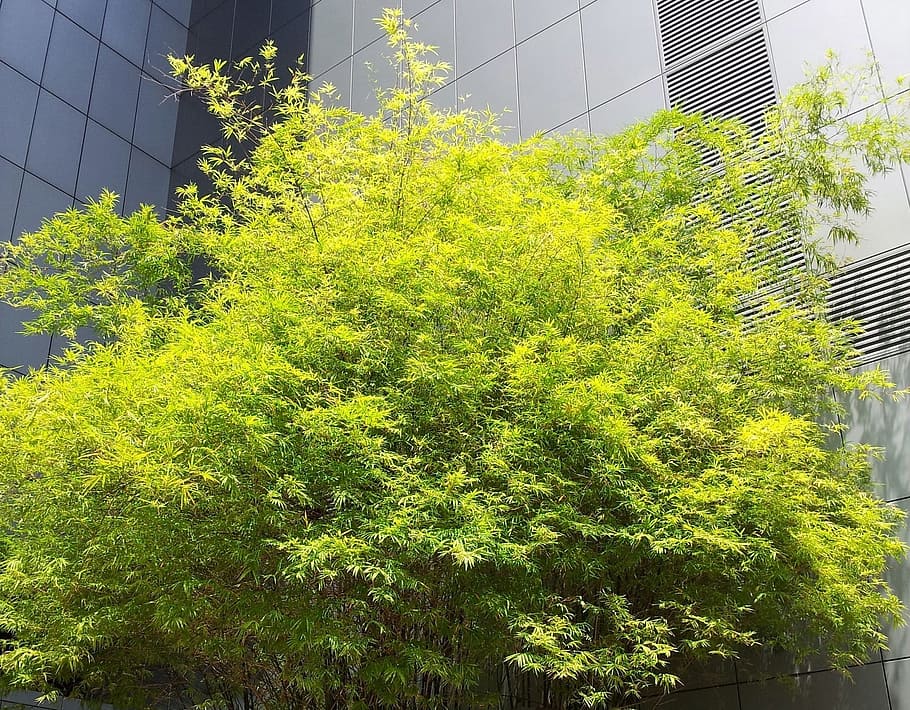 Bamboo, Tree, Green, Leaves, Foliage, ornamental, decoration HD wallpaper