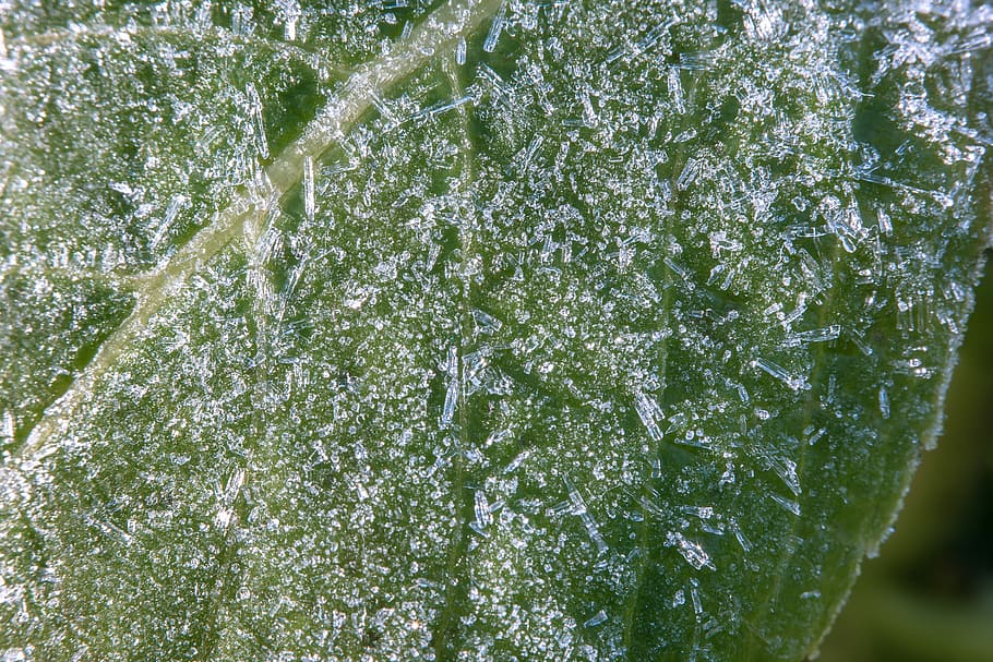 Ice, Crystals, Leaf, eiskristalle, winter, ripe, cold, frozen HD wallpaper