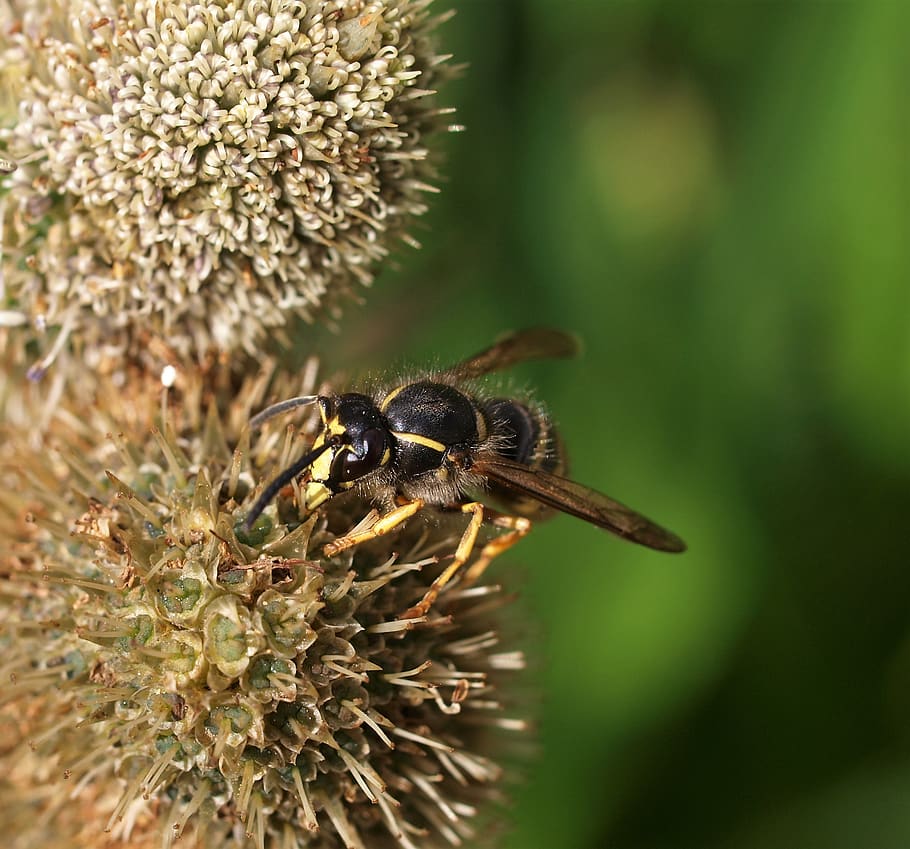 insect, nature, wasp, animal themes, animals in the wild, animal wildlife HD wallpaper