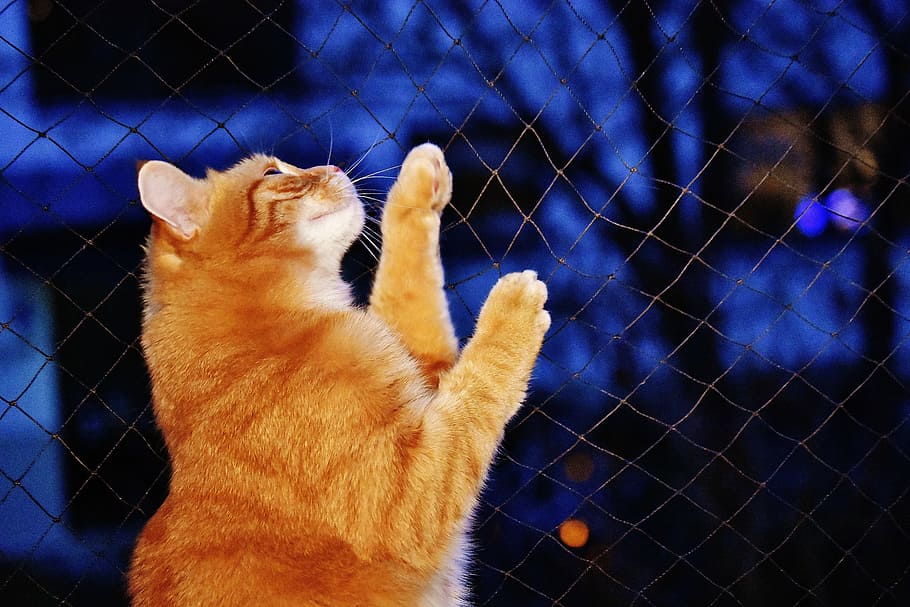 cat, red, funny, cute, mackerel, tiger, sweet, cuddly, animal HD wallpaper