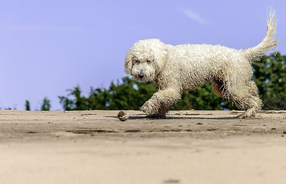 long-coated white dog standing on brown surface, golden doodle HD wallpaper