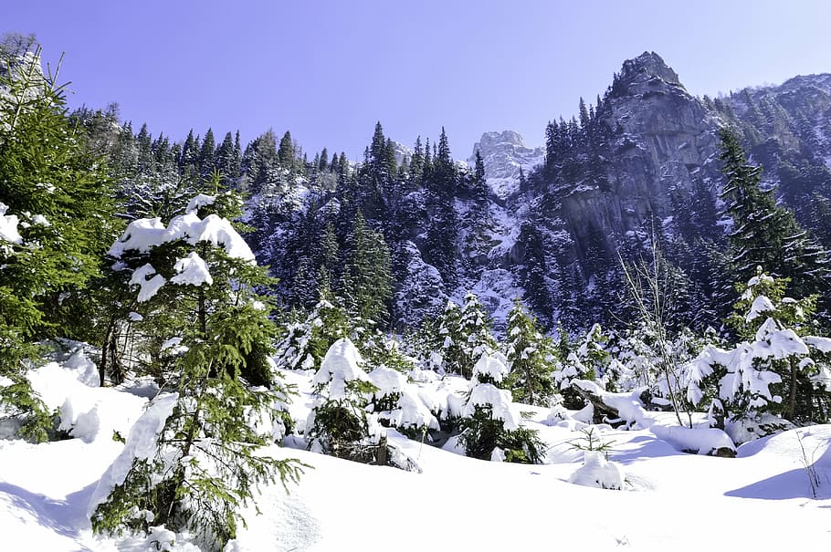 cold, december, forest, frost, frozen, ice, landscape, mountain HD wallpaper