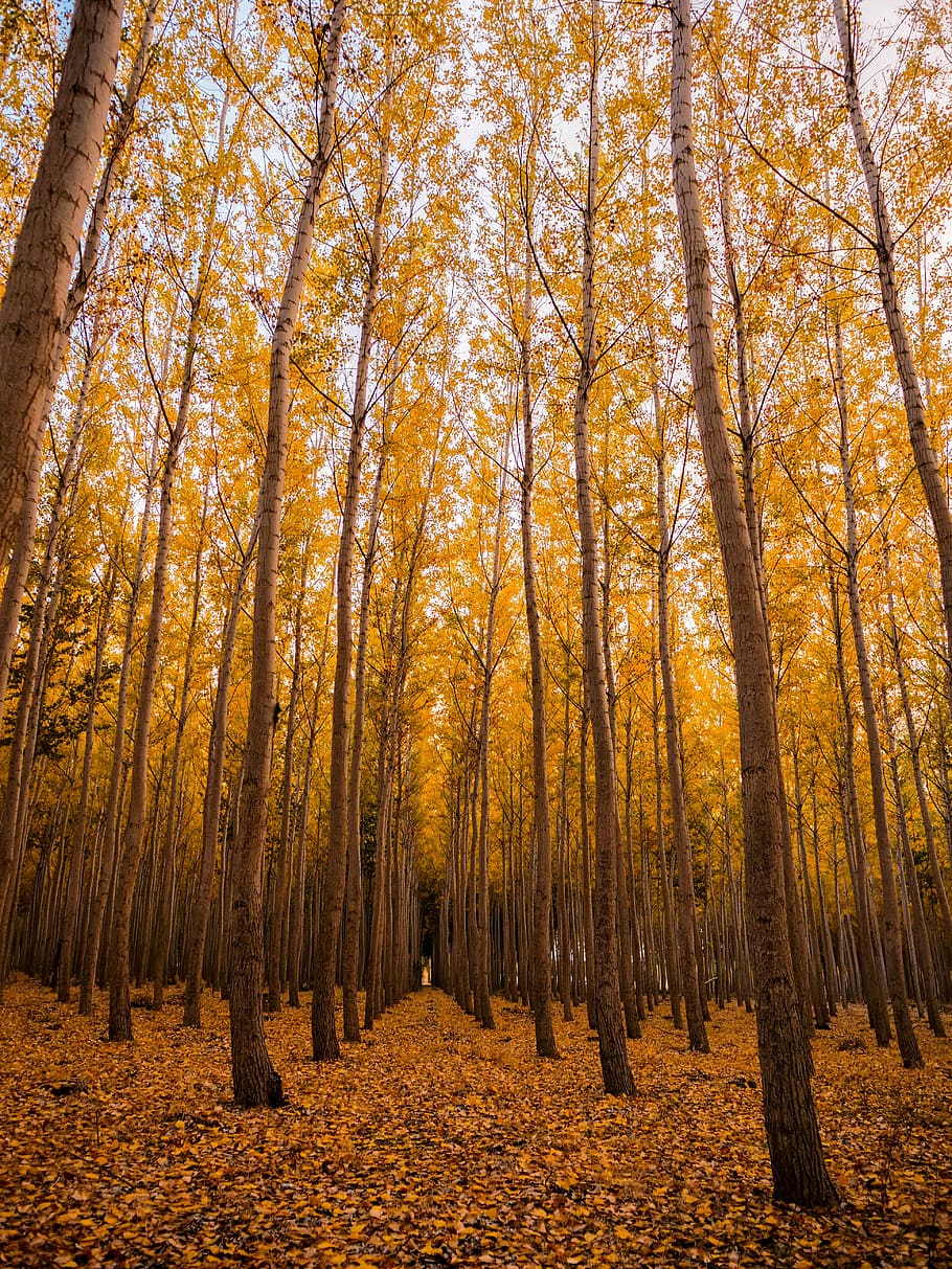 low angle of forest at daytime, panorama photo of brown trees with yellow leaves at day time HD wallpaper