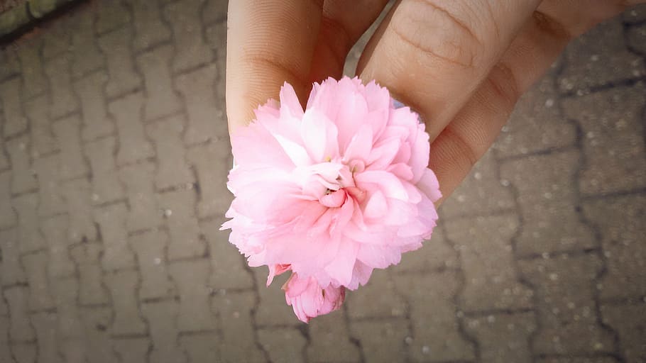 flower, summer, pink, hand, pink Color, nature, petal, one person HD wallpaper