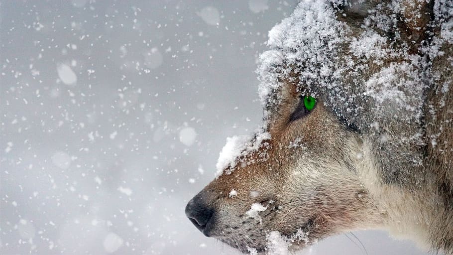 Close-up of Snowflakes on Snow Against Sky, animal, carnivorous HD wallpaper