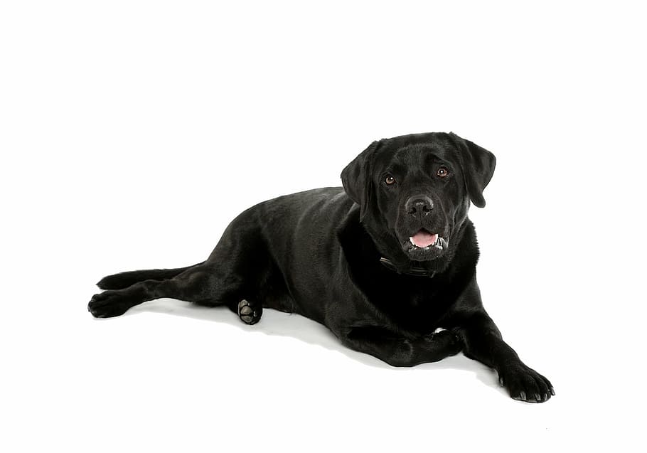 adult black Labrador retriever, dog, pet, pets, one animal HD wallpaper