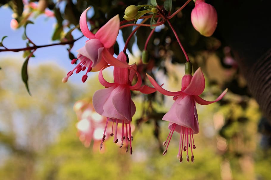 selective focus of pink petaled flower, nature, flora, tree HD wallpaper