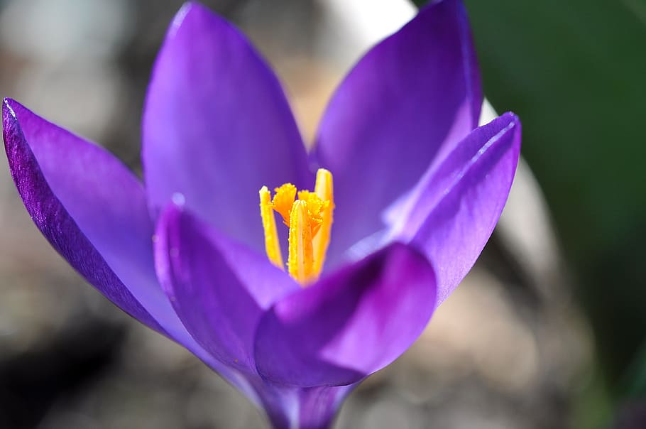 crocus, flower, blossom, bloom, plant, spring flower, purple HD wallpaper