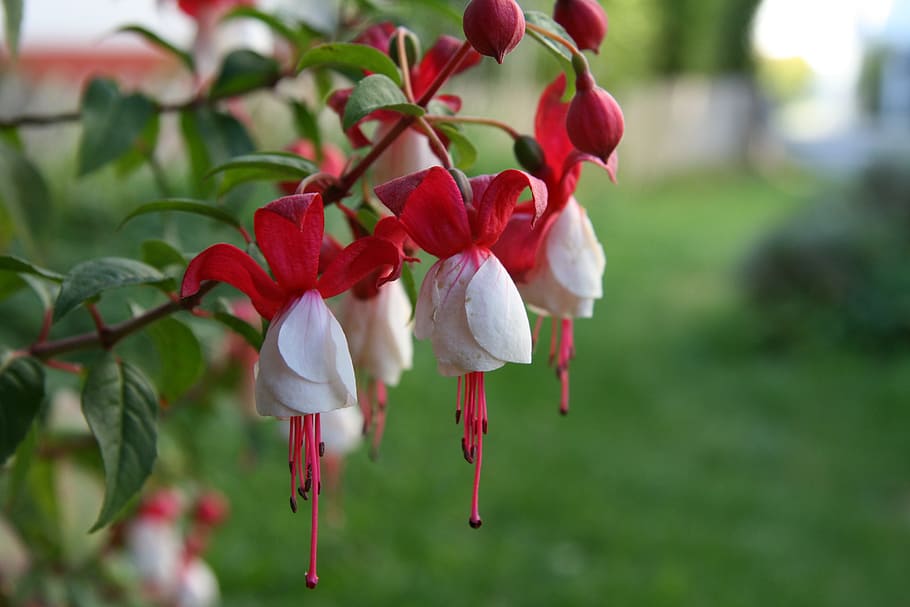 Fuchsia, Flowers, Nature, Summer, green, flora, plant, white petals HD wallpaper