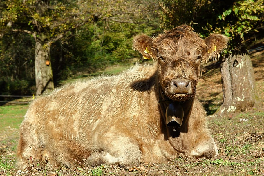 cow, beef, pasture, rest, cattle, animal, farm, agriculture HD wallpaper