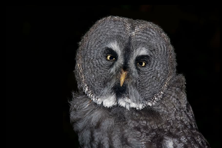 closeup photo of gray owl, bird, eagle owl, feather, animal, night active