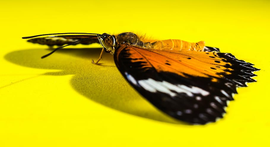 butterfly, insect, animal themes, yellow, invertebrate, animal wildlife HD wallpaper
