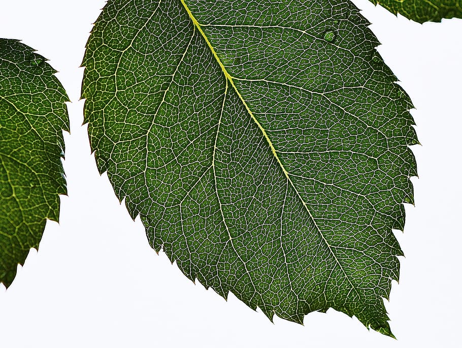 Leaf, Plant, Nature, Green, rose, background, green color, close-up HD wallpaper