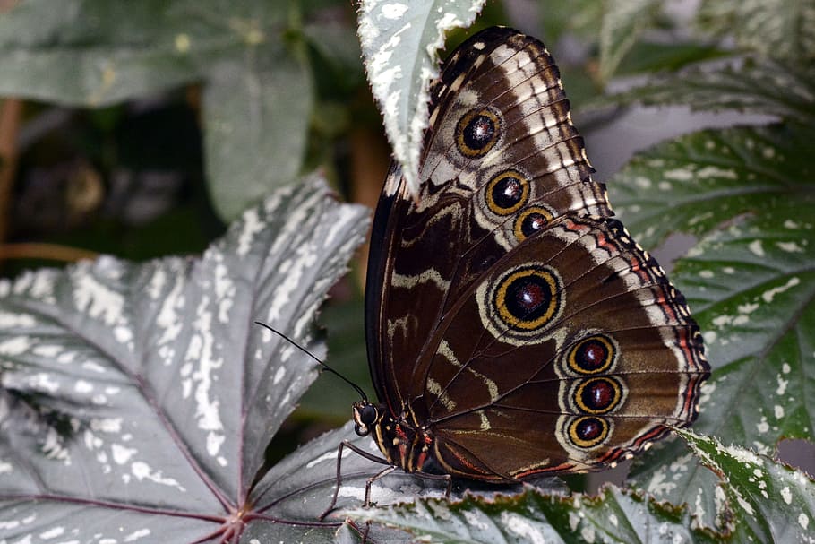 morpho butterfly on green leaf at daytime, insect, wing, animal HD wallpaper