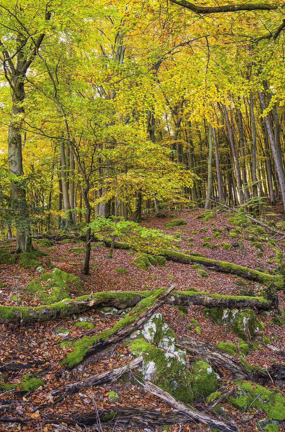 forest, idyll, beautiful, nature, autumn, idyllic, color, farbenpracht HD wallpaper