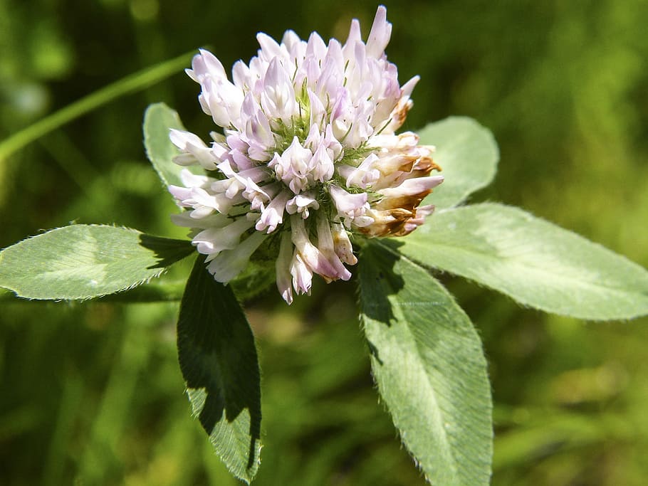 clover, klee, fodder plant, pointed flower, grassland plant HD wallpaper