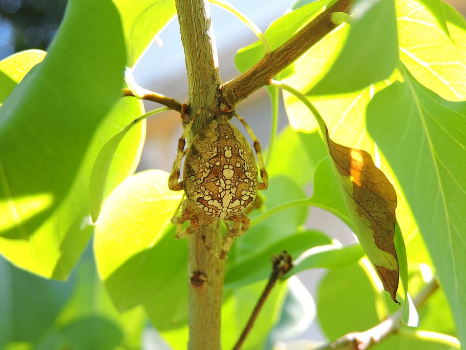Insect, Nature, Close Up, animal themes, animal wildlife, animals in the wild HD wallpaper