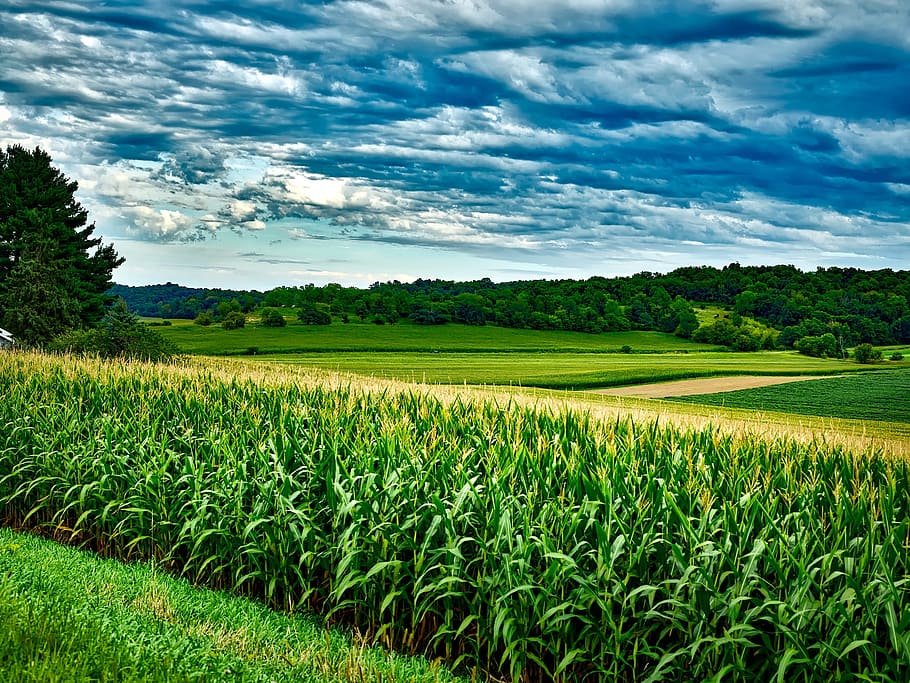 corn field, Wisconsin, Soybeans, Landscape, sky, clouds, agriculture