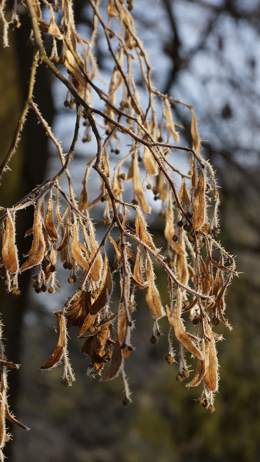 Leaf, Fruit, Seed, Leaves, Lime Tree, linden, wilted, withered HD wallpaper