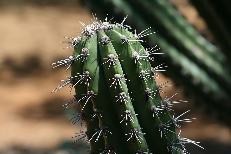 Cacti, Nature, Natural, Cactus, Plant, desert, botanical, landscape HD wallpaper